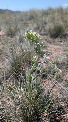 Image of Ipomopsis spicata by no rights reserved