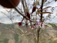 Cratoxylum glaucum