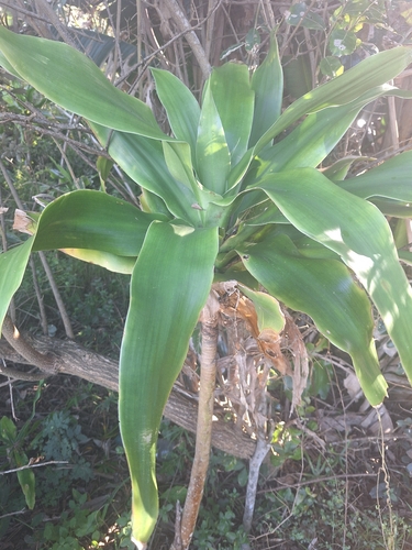 Image of Dracaena aletriformis by (c) Andreas De Beer, some rights reserved (CC BY)
