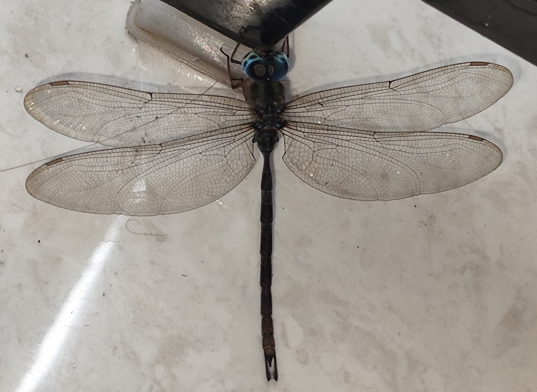 Brown Duskhawker