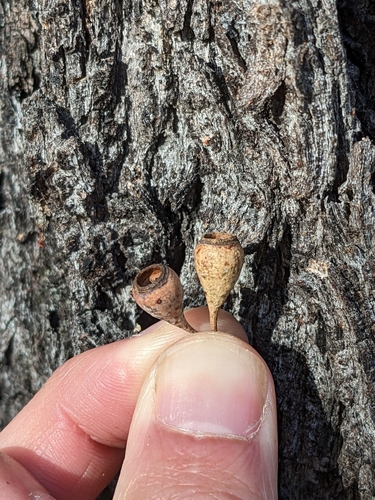 Eucalyptus caleyi observed 2025-05-13