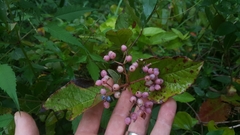 Viburnum nitidum