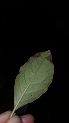 Viburnum nitidum