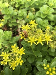 Apis mellifera