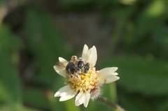 Exomalopsini