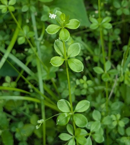 Chrysanthemum bedstraw (Galium kikumugura)
