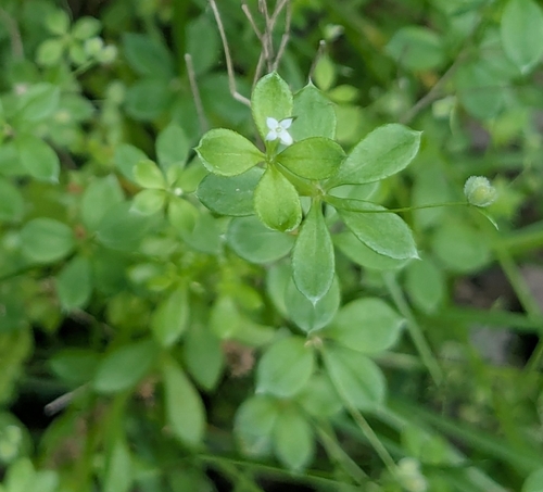 Image of Galium kikumugura by (c) mami_t_t, some rights reserved (CC BY)