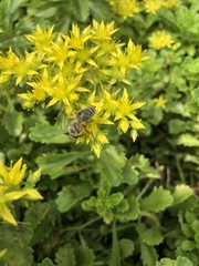 Apis mellifera