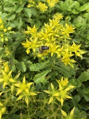 Apis mellifera