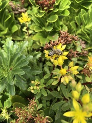 Apis mellifera