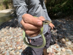 Dendrelaphis philippinensis