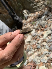 Dendrelaphis philippinensis