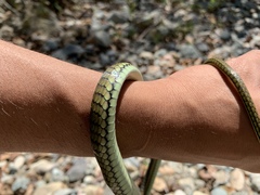 Dendrelaphis philippinensis