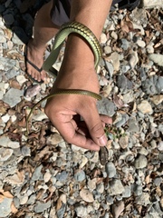 Dendrelaphis philippinensis