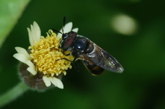 Copestylum marginatum