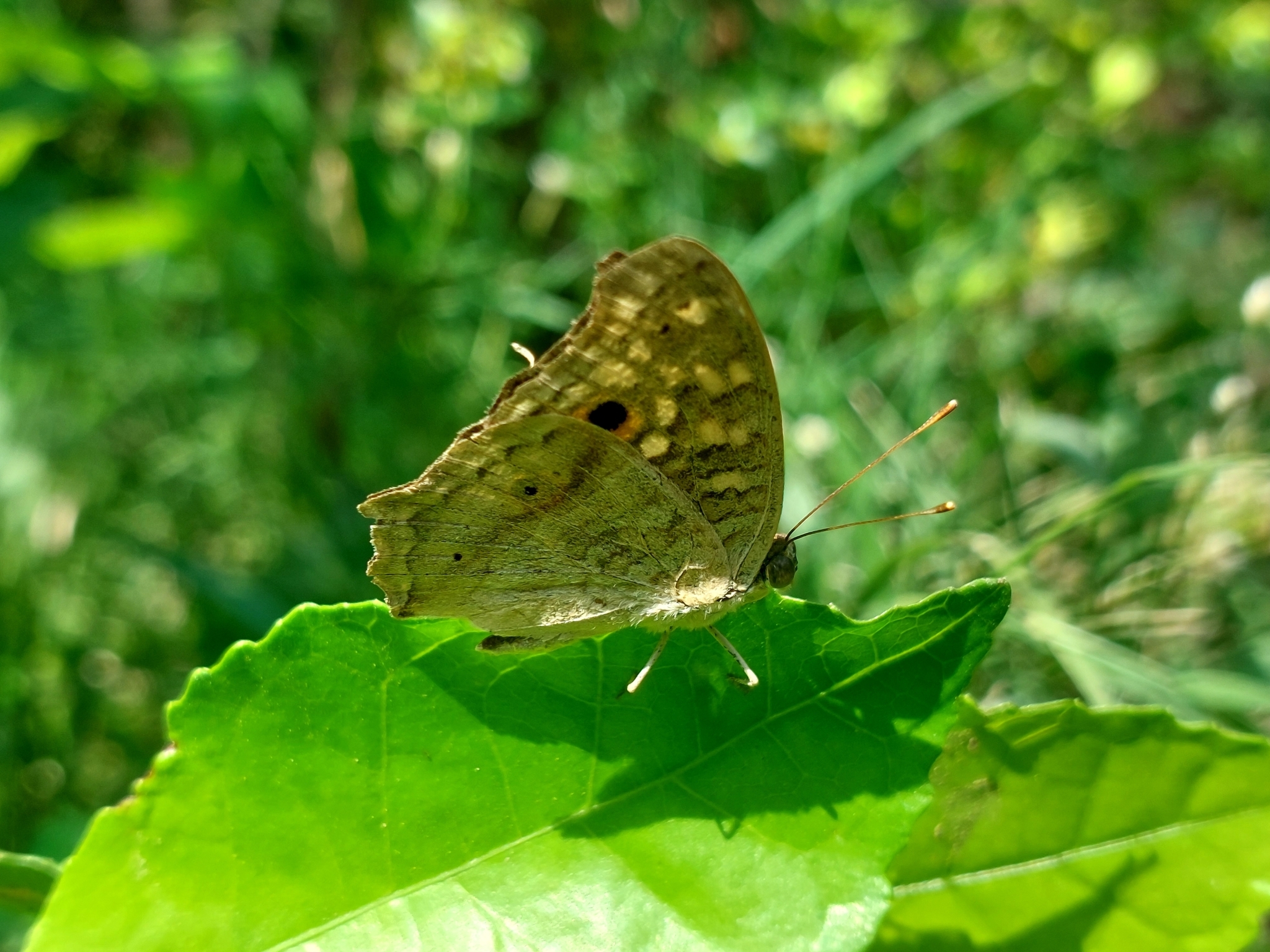 Lemon Pansy