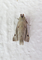 Calledema jocasta