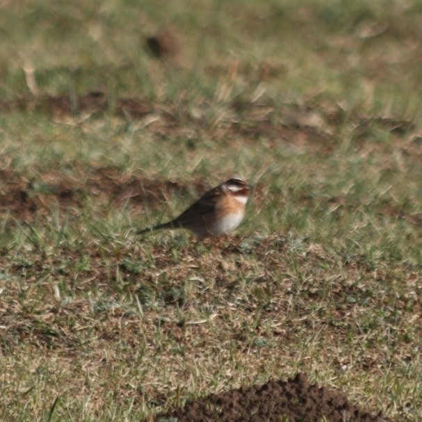 Pine Bunting
