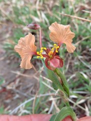 Commelina trilobosperma