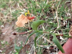 Commelina trilobosperma