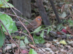 Granatina ianthinogaster