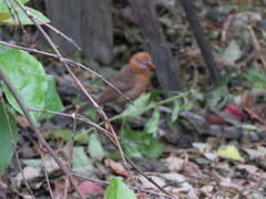 Granatina ianthinogaster