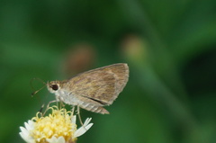 Callimormus saturnus