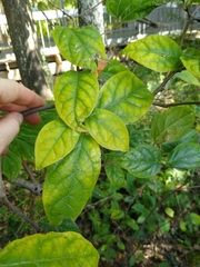 Calycanthus floridus