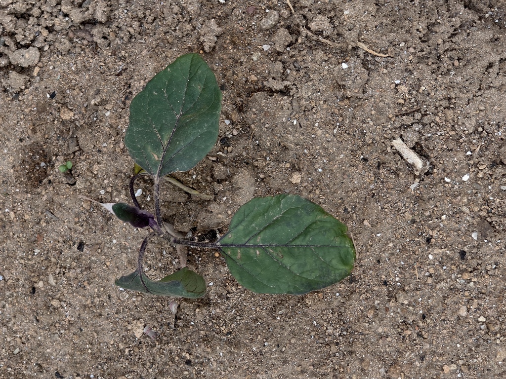Solanum melongena