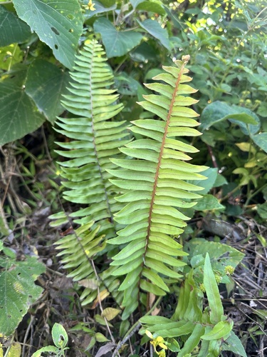 Nephrolepis hirsutula