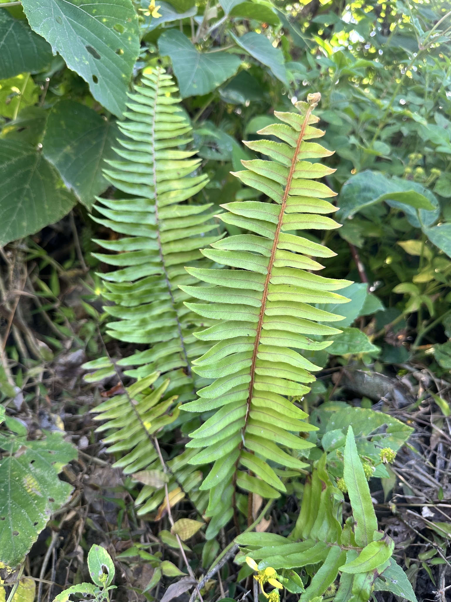 Nephrolepis hirsutula