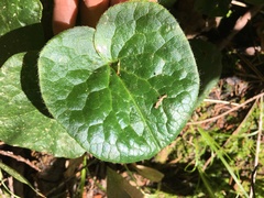 Asarum lemmonii