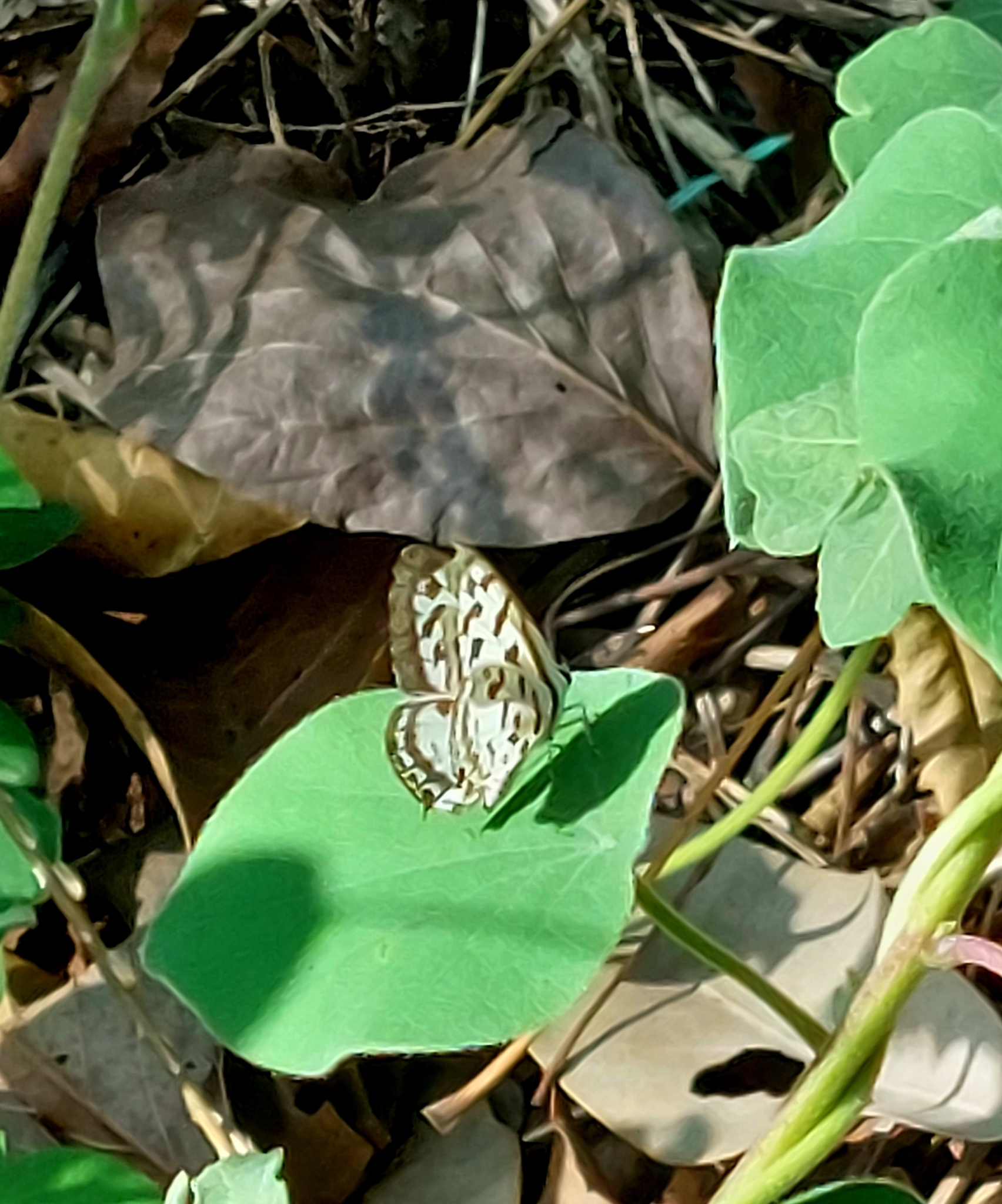 Common Pierrot