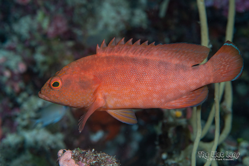Strawberry hind (Cephalopholis spiloparaea) — Serranidae