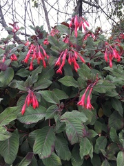Fuchsia triphylla