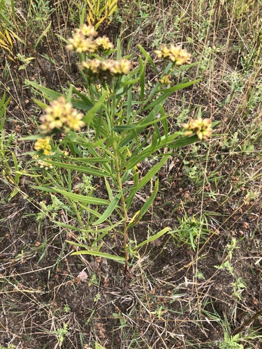 flat-topped goldenrod (Euthamia graminifolia)