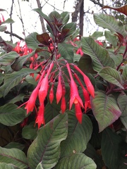 Fuchsia triphylla