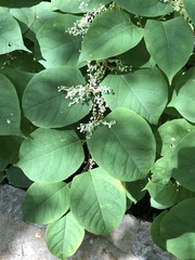 Reynoutria japonica