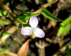Murdannia keisak