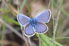 Plebejus argus