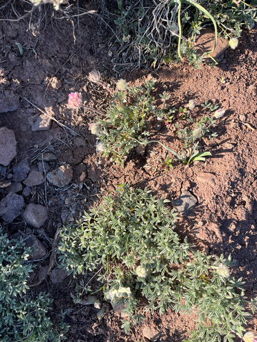 Trifolium andersonii