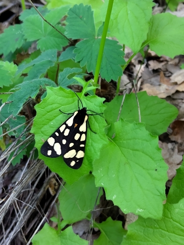 Cream-spot Tiger