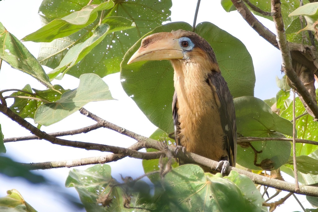 Brown and Bushy-crested Hornbills