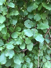 Celastrus orbiculatus