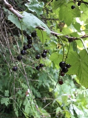 Ribes nigrum