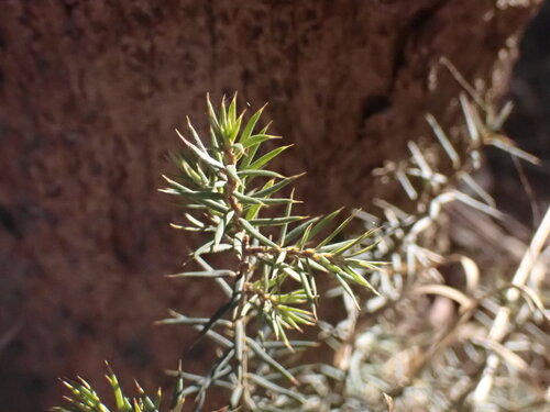 Image of Lissanthe strigosa by (c) ttsquid, some rights reserved (CC BY)