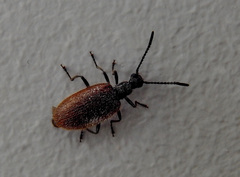 Lagria grenieri