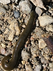 Haemopis