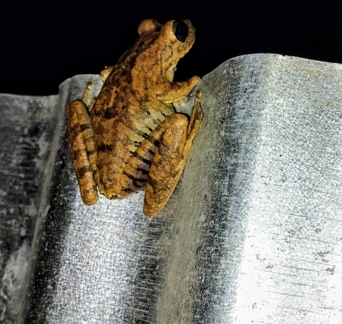 Chirique-Flusse Tree Frog