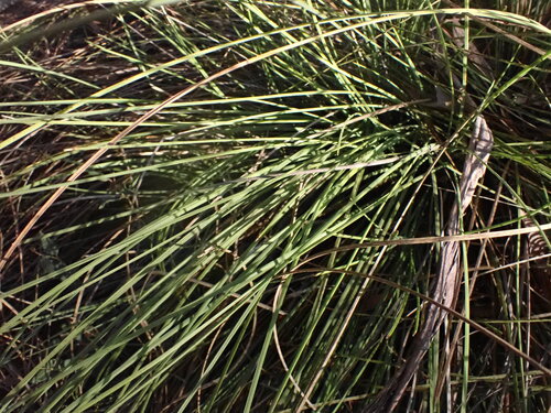 Image of Xanthorrhoea minor by (c) ttsquid, some rights reserved (CC BY)